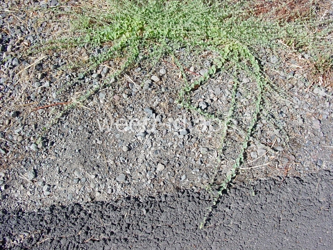 fluvellin, sharppoint